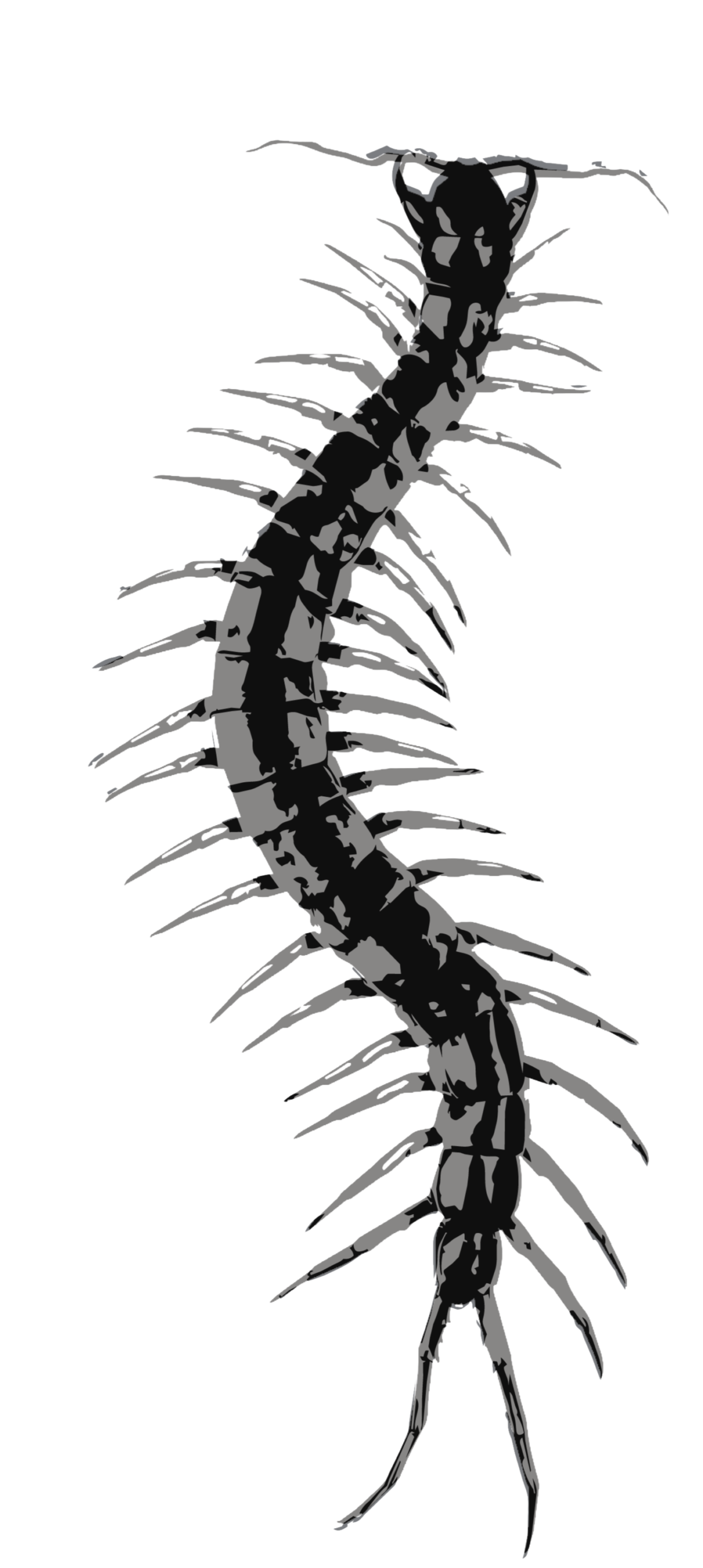 justcentipedegraphic